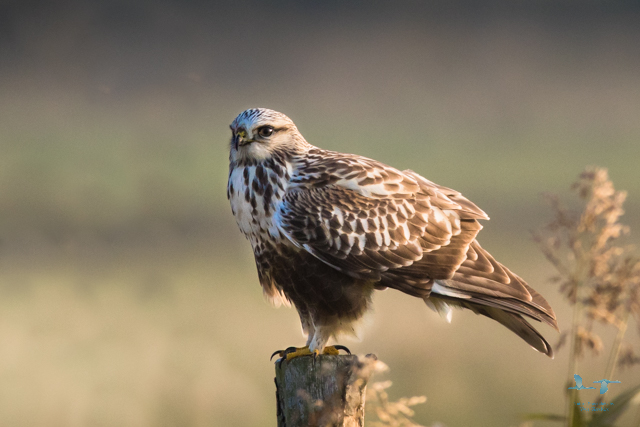 Rough-legged Buzzard