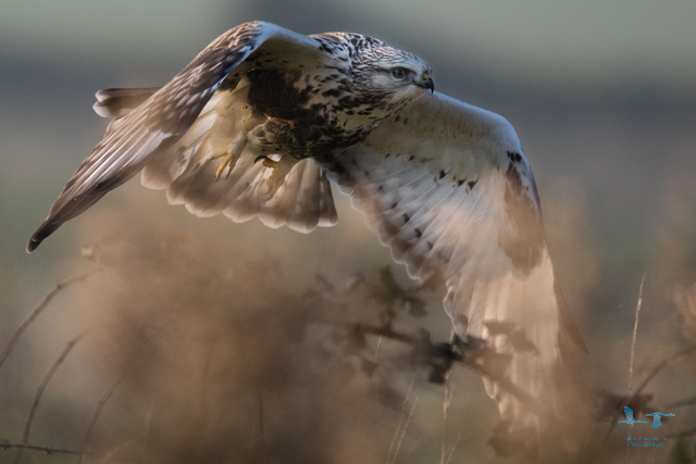 Rough-legged Buzzard