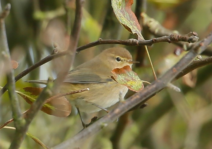Siberian Chiffchaff
