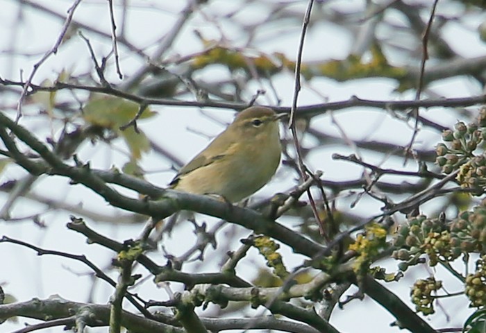 Siberian Chiffchaff