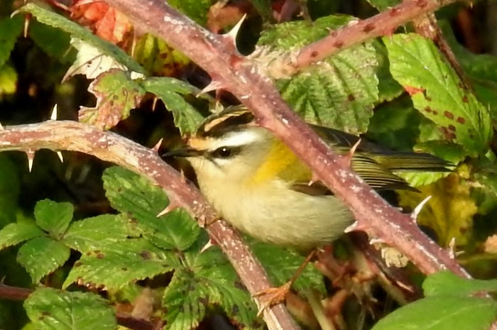 Firecrest