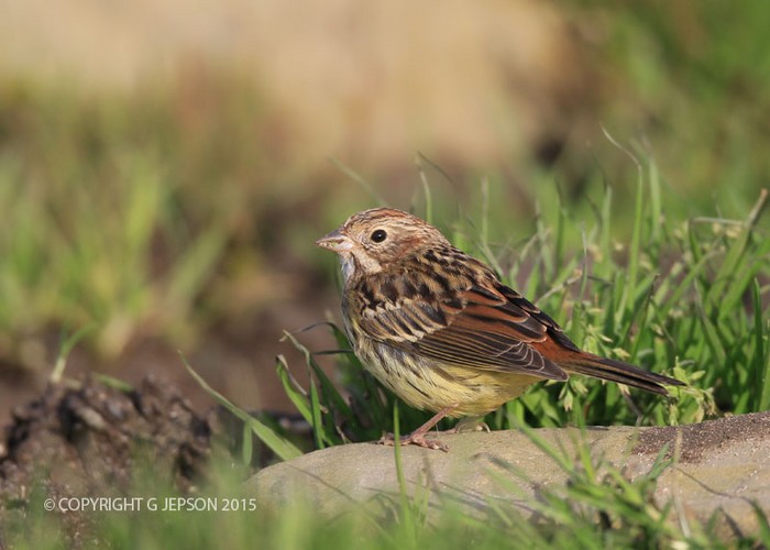 Chestnut Bunting