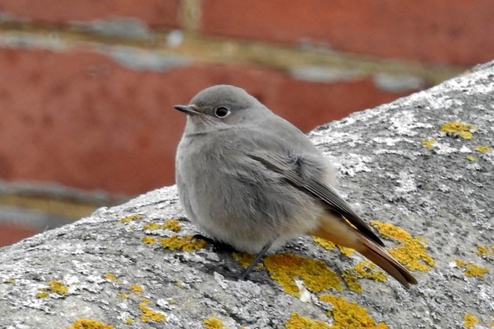 Black Redstart