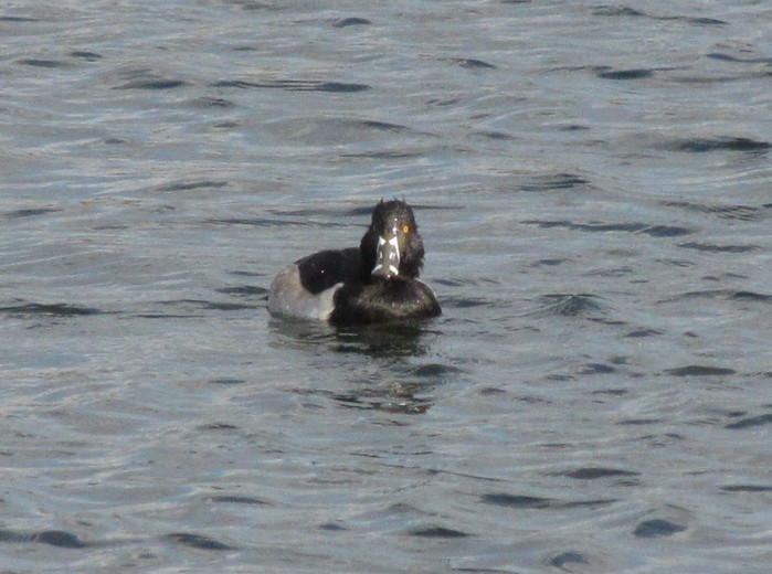 Ring-necked Duck
