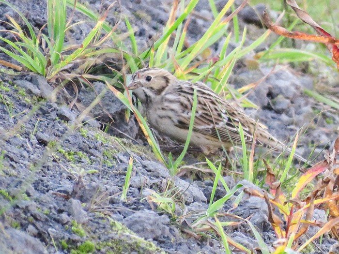 Lapland Bunting