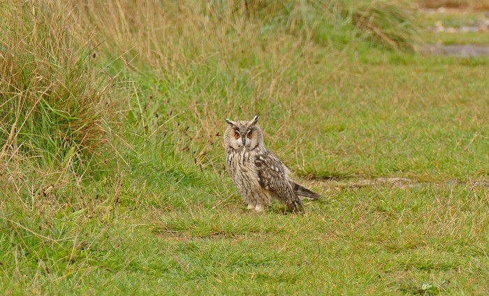 Long-eared Owl