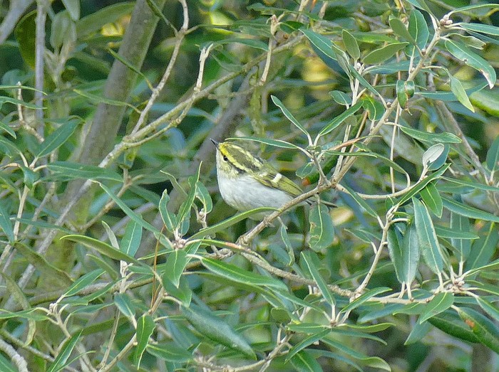 Pallas's Warbler