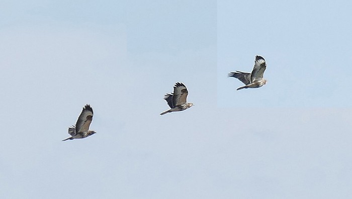 Rough-legged Buzzard