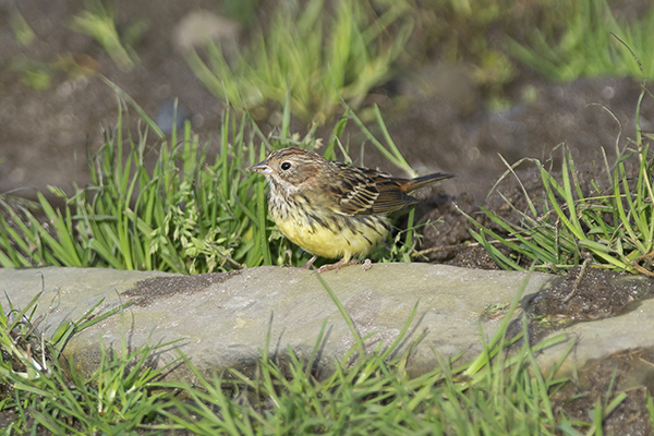 Chestnut Bunting
