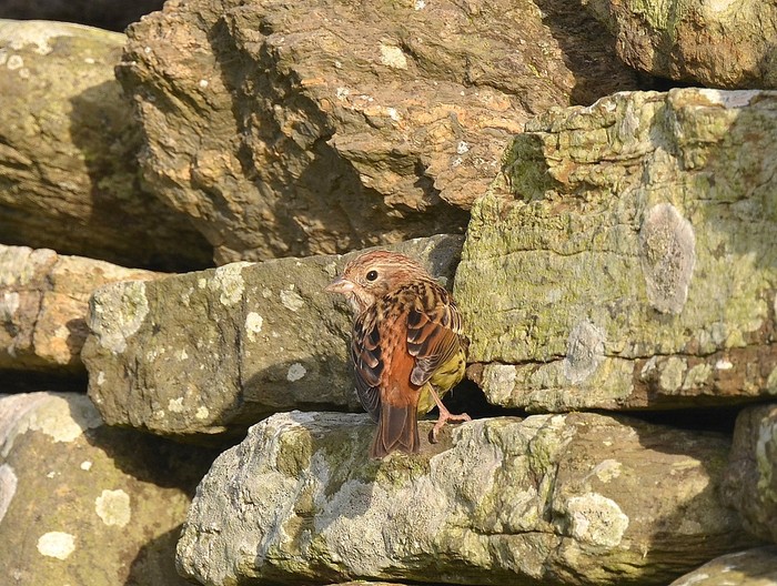 Chestnut Bunting