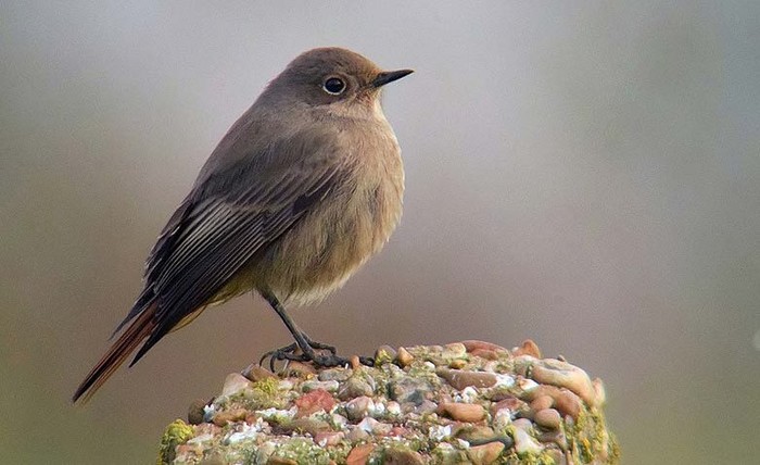 Black Redstart