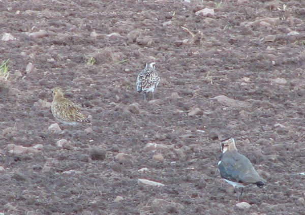 American Golden Plover