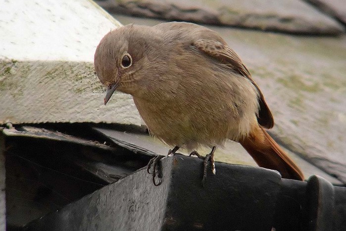 Black Redstart