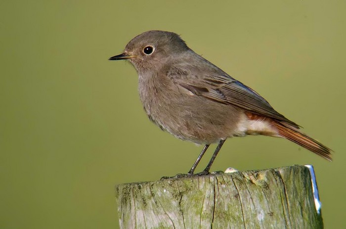 Black Redstart