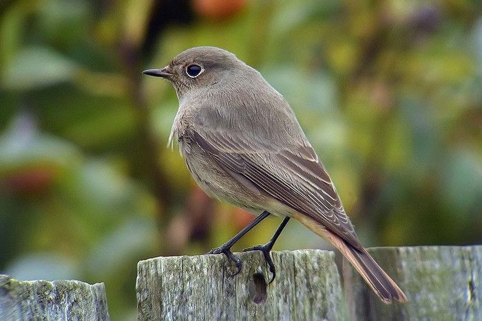 Black Redstart