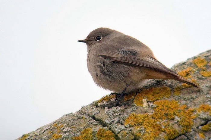 Black Redstart