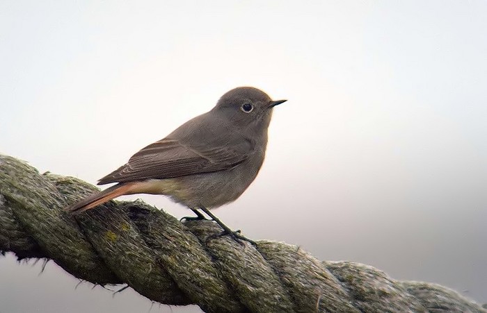Black Redstart