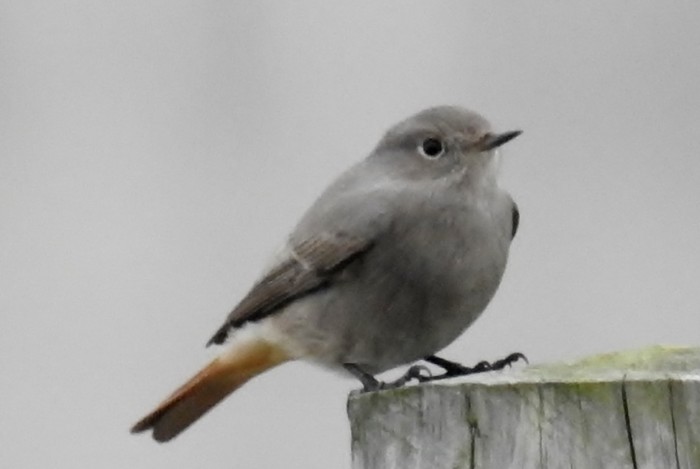 Black Redstart