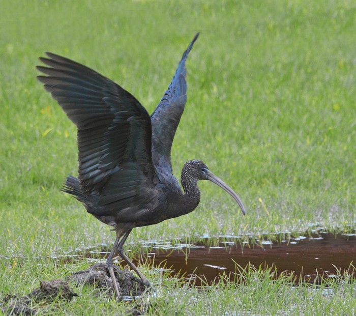 Glossy Ibis