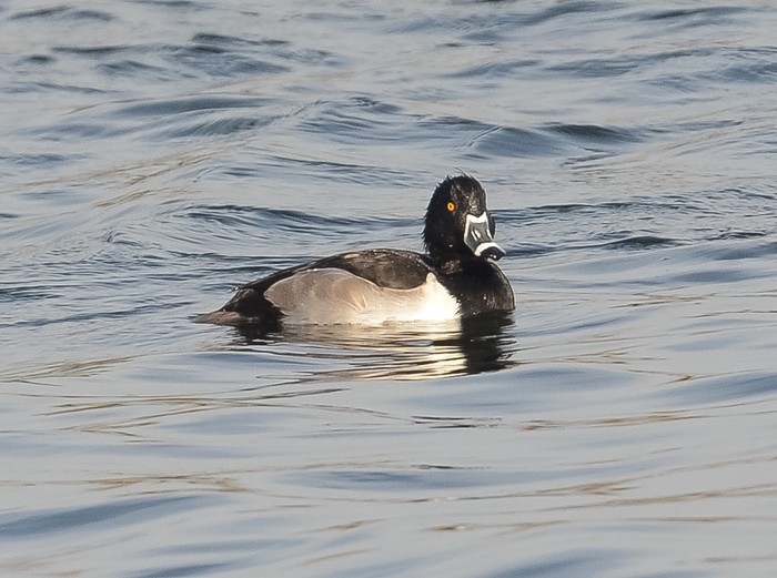 Ring-necked Duck