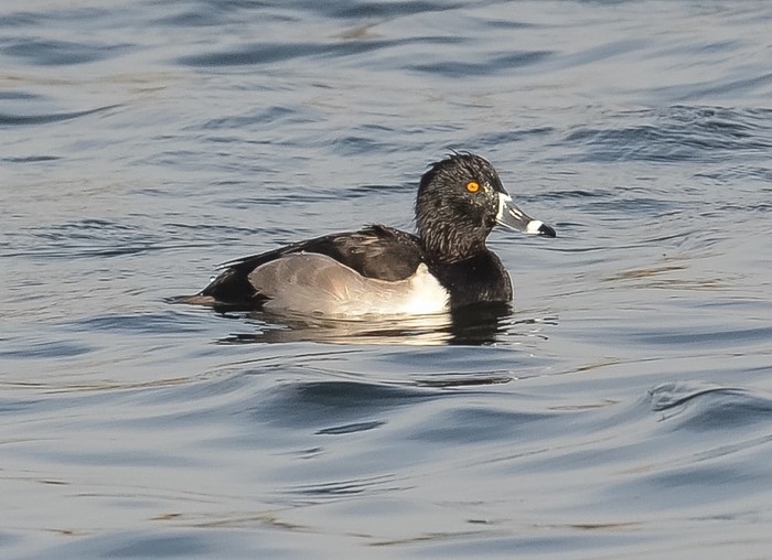 Ring-necked Duck