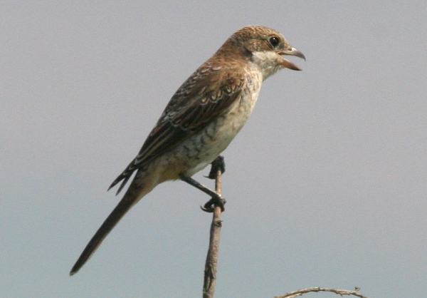 Woodchat Shrike
