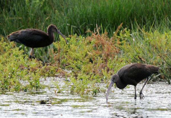 Glossy Ibis