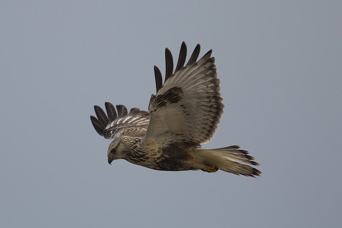 Rough-legged Buzzard