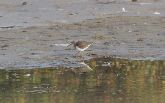 Spotted Sandpiper
