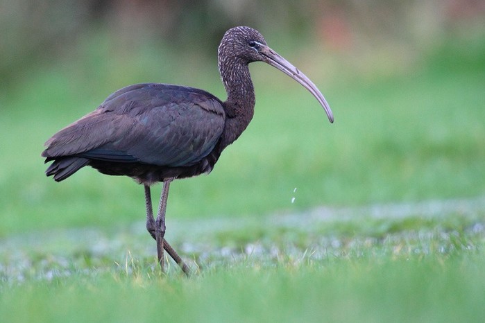 Glossy Ibis