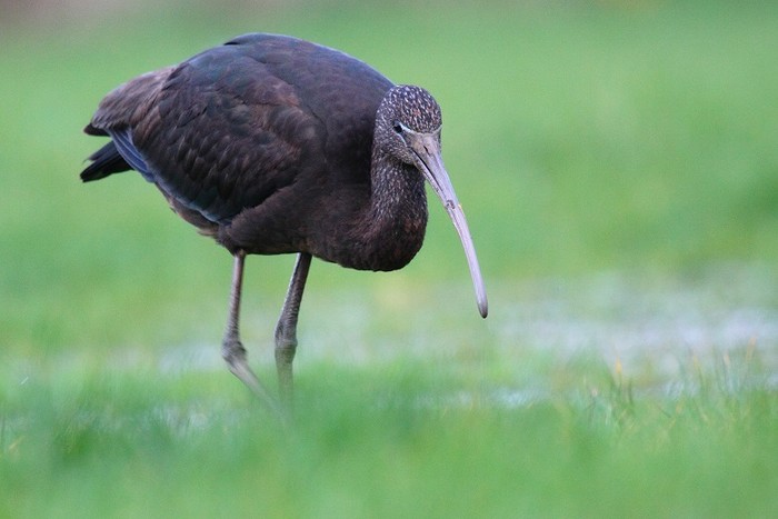 Glossy Ibis