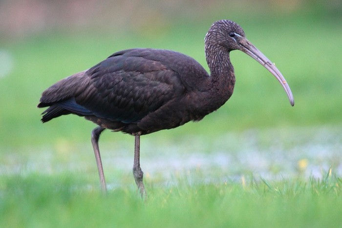 Glossy Ibis