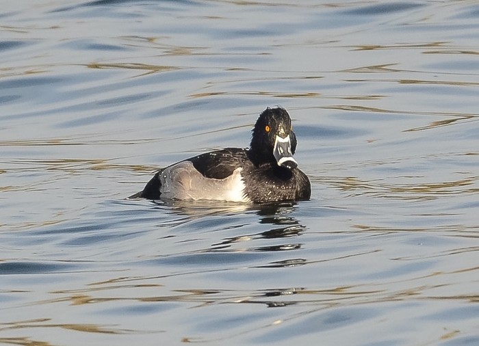 Ring-necked Duck