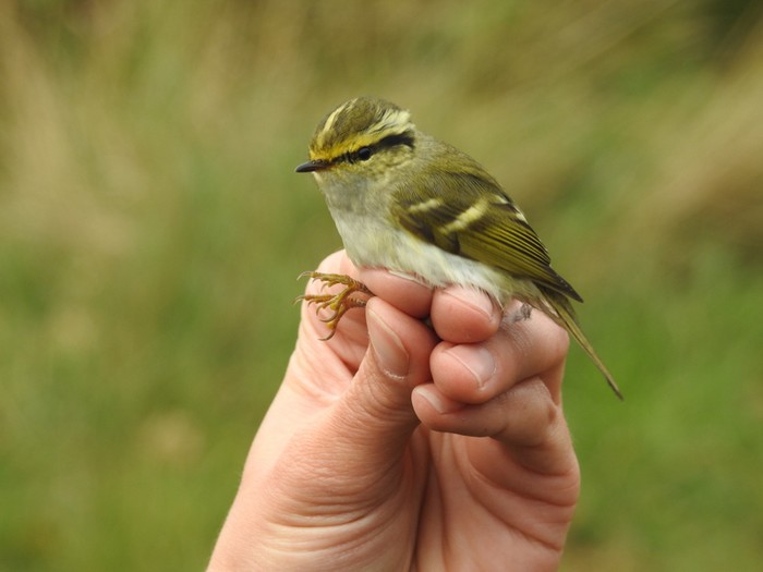 Pallas's Warbler