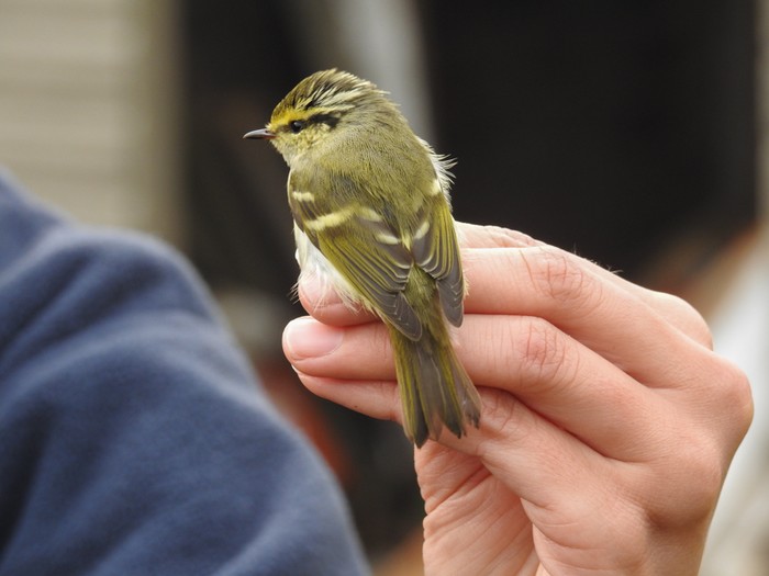 Pallas's Warbler