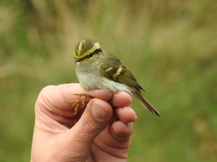 Pallas's Warbler
