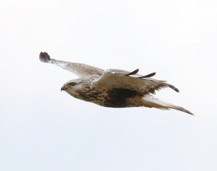 Rough-legged Buzzard