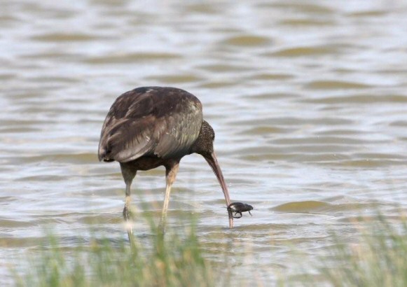 Glossy Ibis