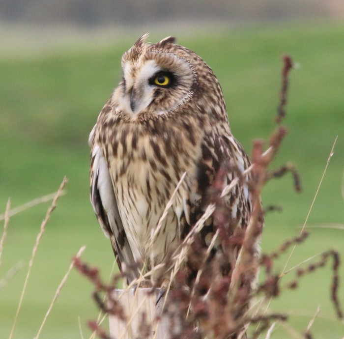 Short-eared Owl