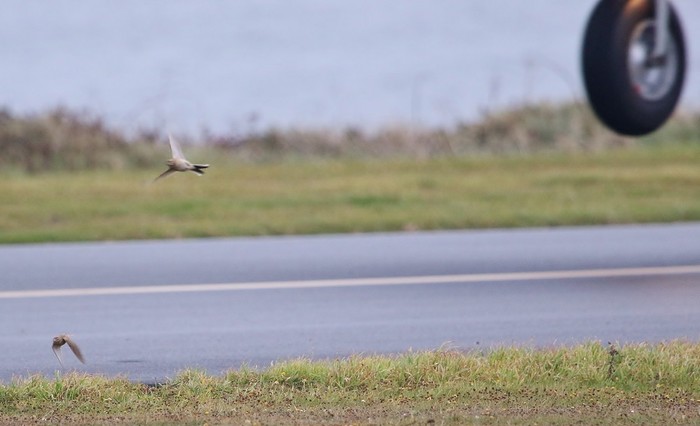 Short-toed Lark