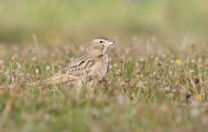 Short-toed Lark