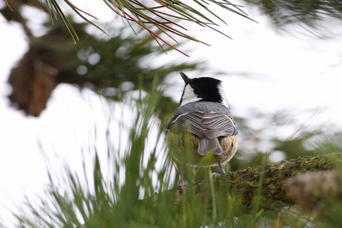 Continental Coal Tit