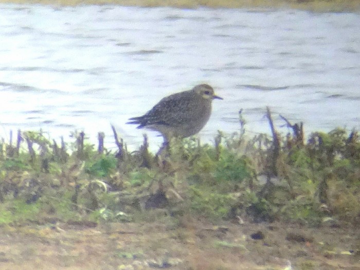 American Golden Plover