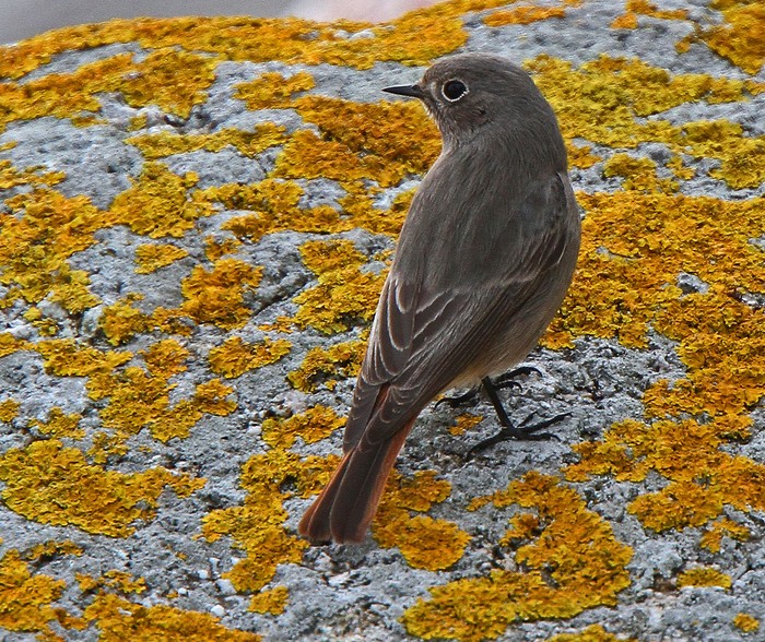 Black Redstart