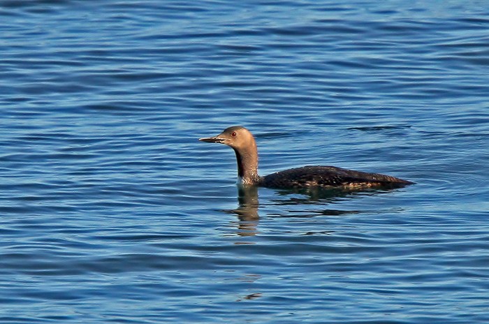 Red-throated Diver