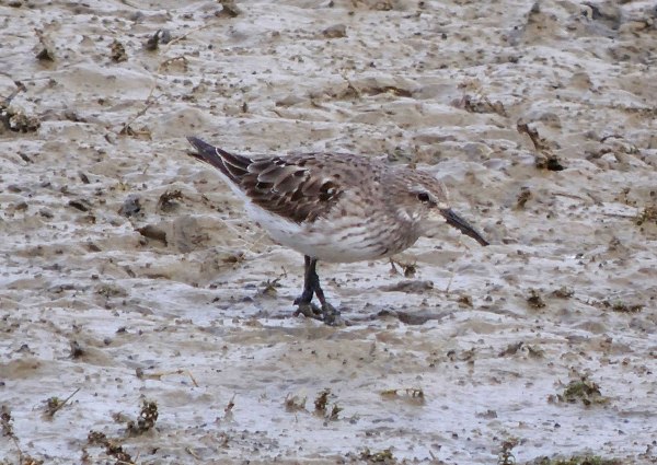White-rumped Sandpiper