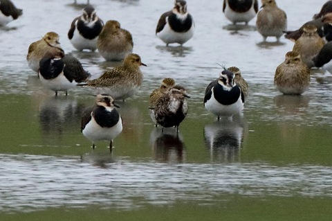 American Golden Plover