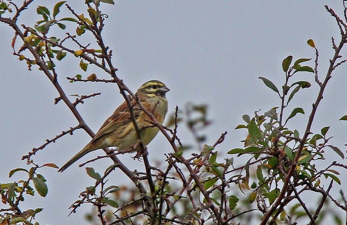 Cirl Bunting