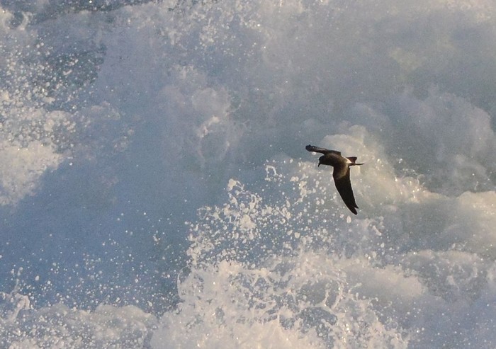 Leach's Petrel