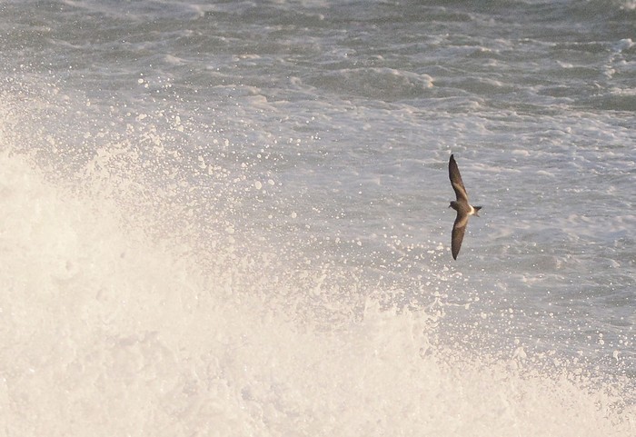 Leach's Petrel